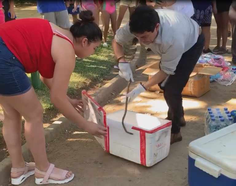 (VIDEO) Culebra sorprende a familias que disfrutaban de los juegos de agua en la Alameda de Talca