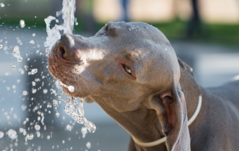 Ellos también sufren: recomendaciones para proteger a tus mascotas del calor extremo