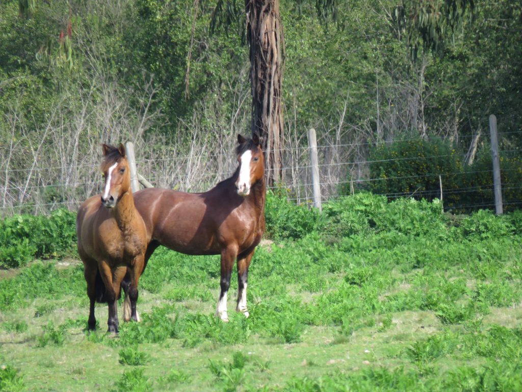 SAG confirma brote de Anemia Infecciosa Equina en Parral