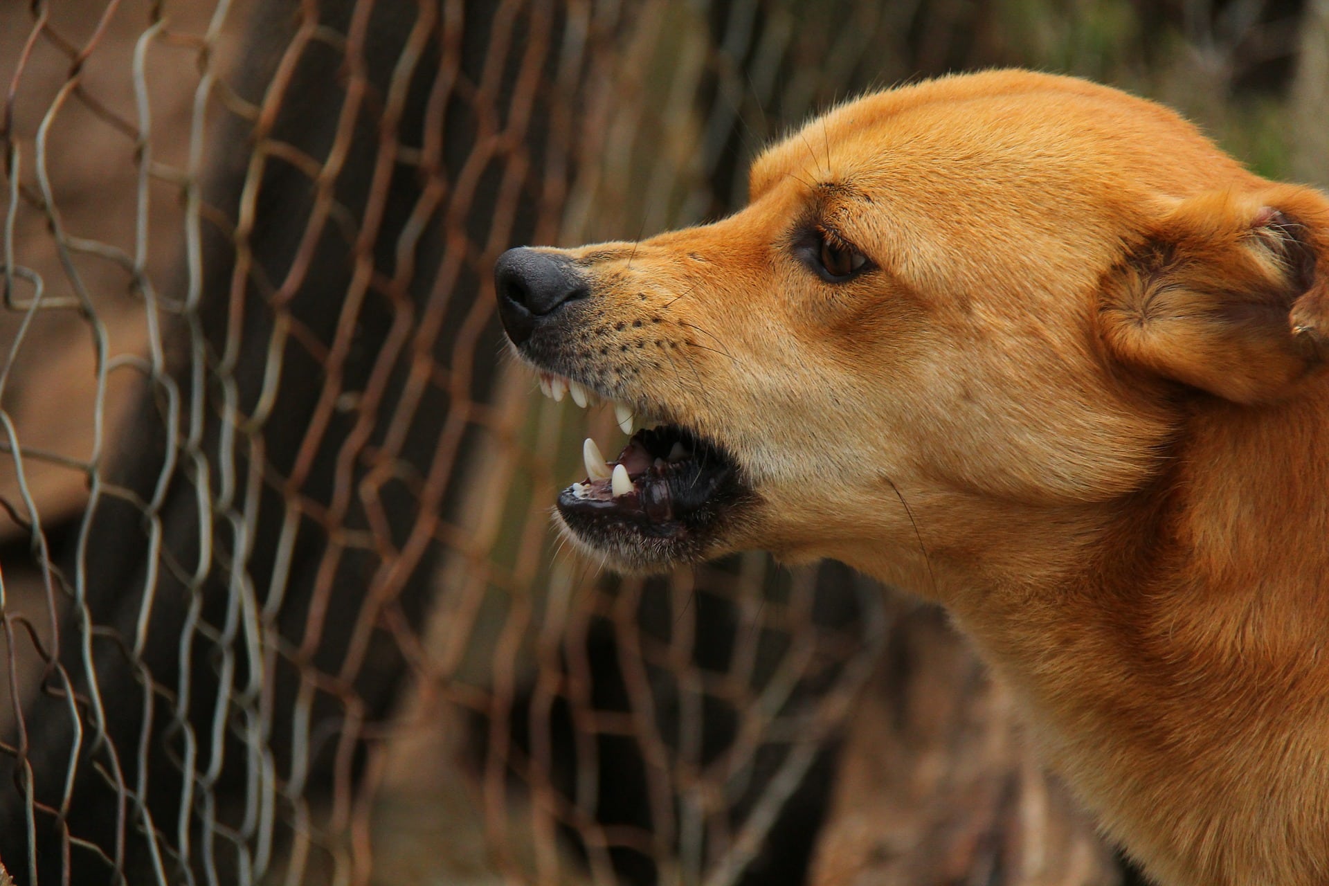 Niño herido por ataque de perro en Pelluhue