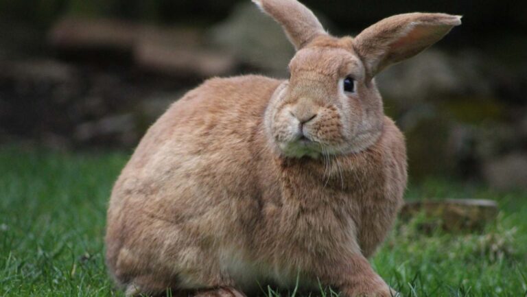 Chile se une al cambio: entra en vigor la ley que prohíbe el uso de animales para testear cosméticos