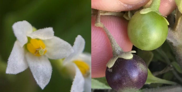 Redescubren en la Región del Maule pequeño tomate nativo no visto en más de 130 años