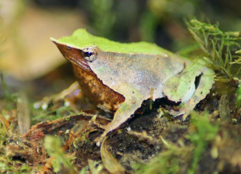 Luchando contra su extinción: científicos logran reproducir ranas de Darwin en Londres