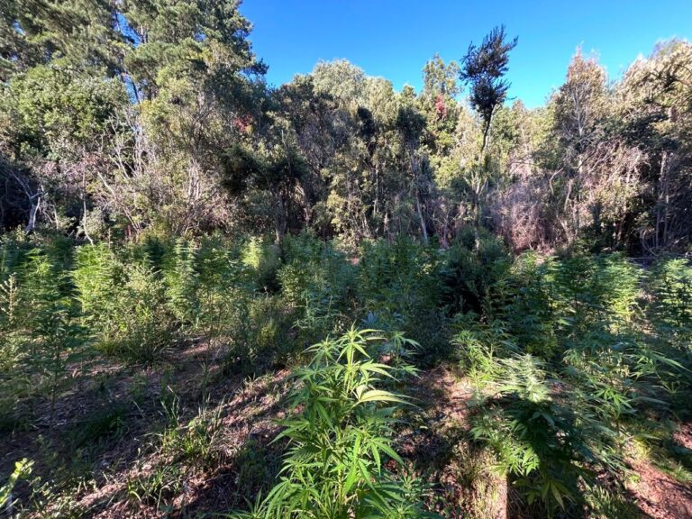 Incautan más de 300 plantas de marihuana en Constitución: casi un kilo de droga estaba en secado