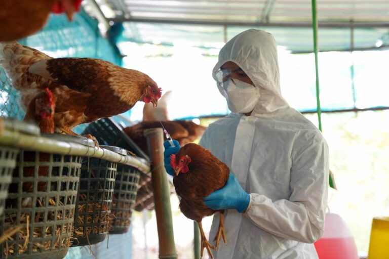 Influenza aviar amenaza a Chile: SAG refuerza controles en el norte tras detección en Perú