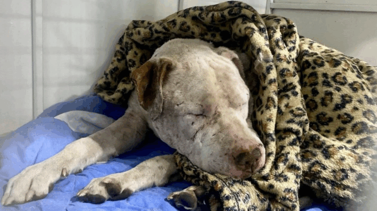 Indignación por sujetos que apuñalaron 15 veces a un perro por perder una pelea en Calama