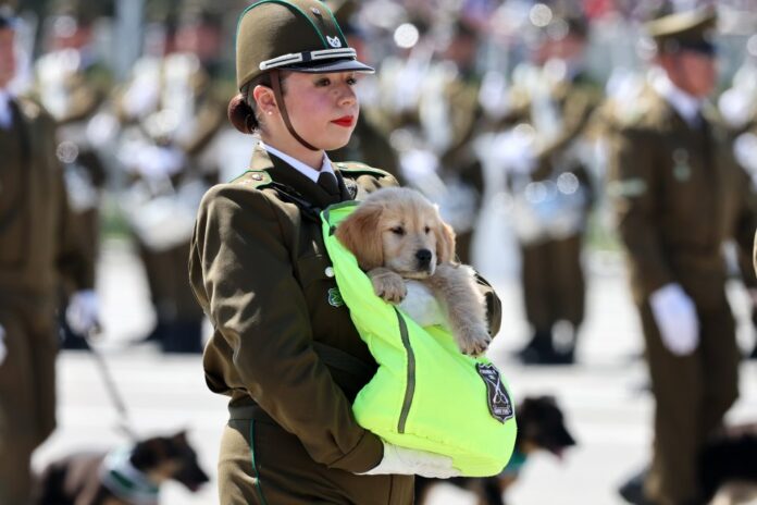 cachorros