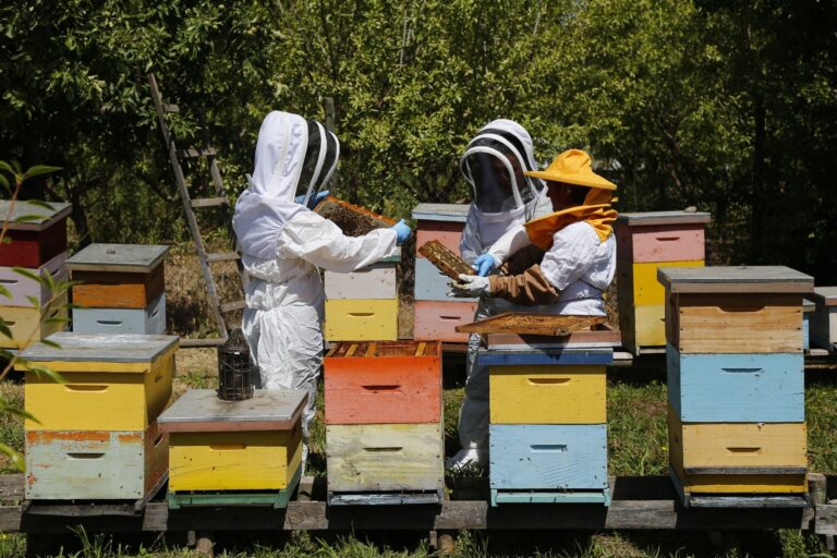 SAG llama a apicultores a declarar sus apiarios y colmenas en octubre