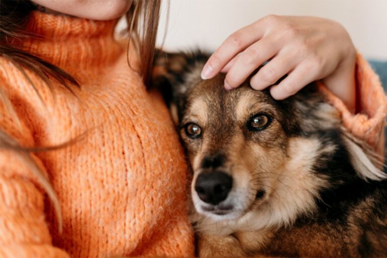 Cámara aprueba permiso laboral por muerte de mascota y proyecto pasa al Senado