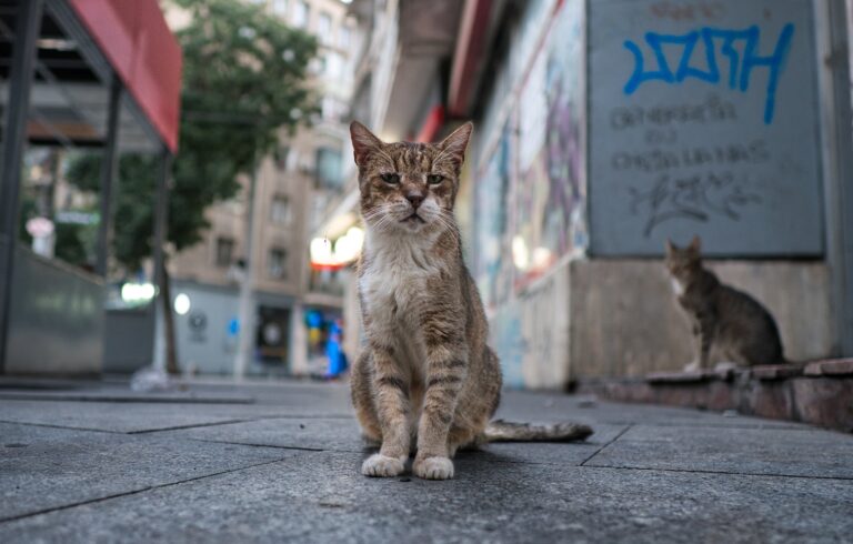 Indignación en Los Andes por hombre detenido por cazar gatos de sus vecinos con trampas y carnadas