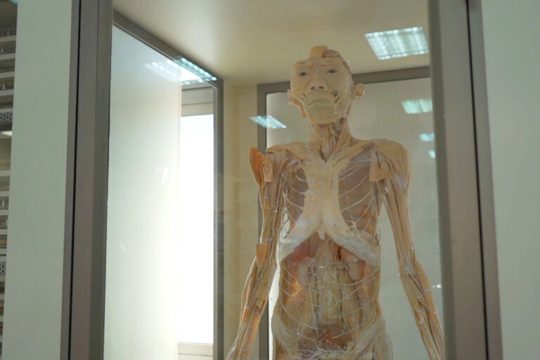 Conoce a detalle la anatomía humana: exposición con cuerpos reales llega a Talca con entrada gratuita