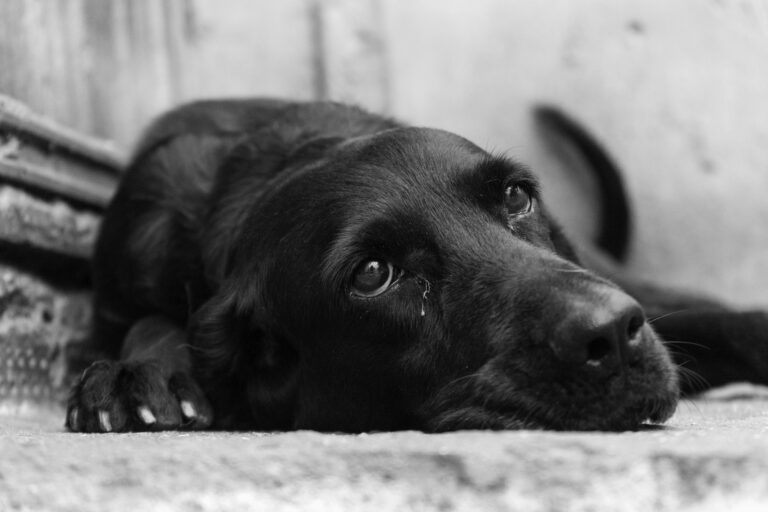 Falso veterinario de Talca queda con arresto domiciliario y revela fallas en sistema de certificación profesional