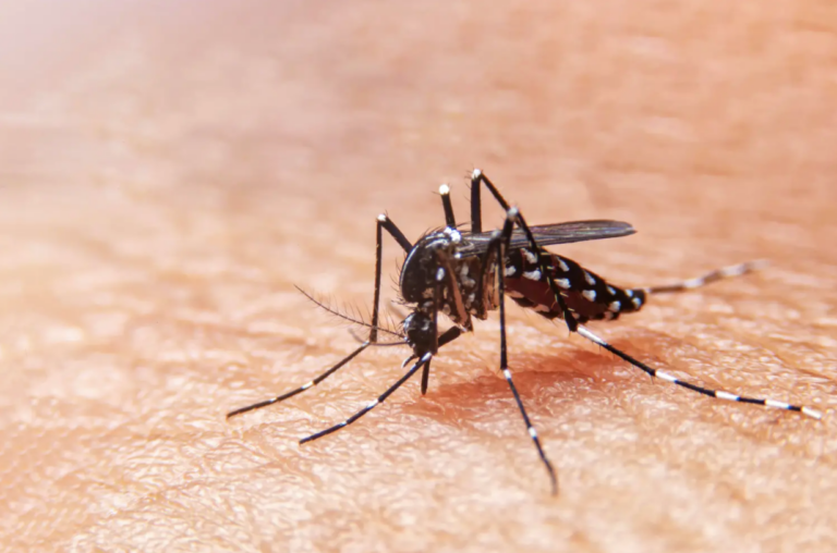 Confirman hallazgo de mosquito transmisor de dengue en aeropuerto de Santiago