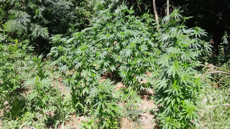 Denuncia anónima permitió detectar plantación ilícita de drogas en Vichuquén