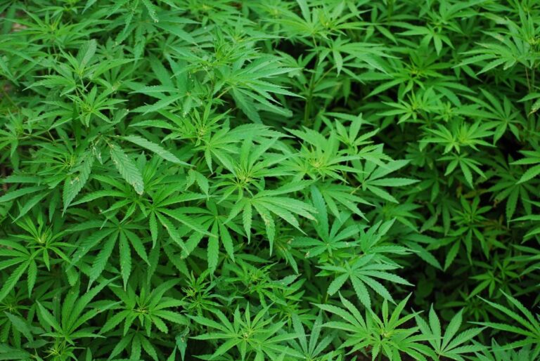 Carabineros desarticuló plantación de marihuana en zona rural de Hualañe