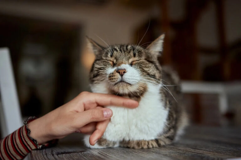 veterinaria