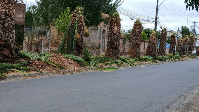 Polémica en Lontué: Municipalidad de Molina denuncia poda irregular de palmeras por CGE