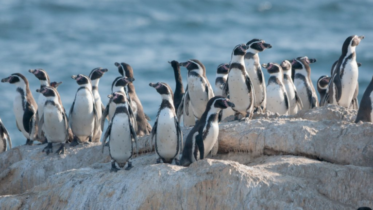 Gobierno retira 43 decretos ambientales y desata críticas por especies protegidas