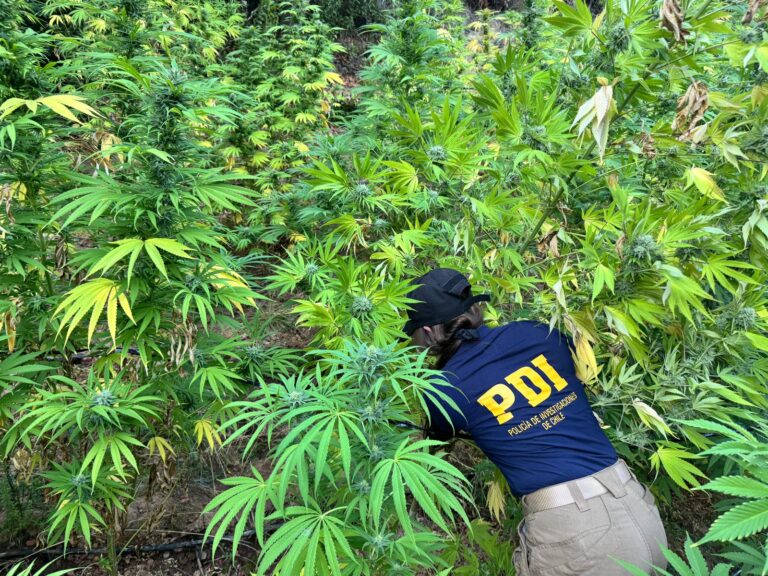 PDI desarticula cultivos de cannabis en tres comunas del Maule