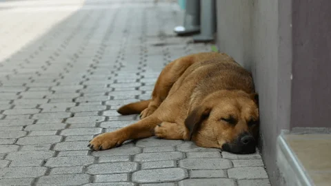 Indignación en Talca: postergan la formalización de acusado por matanza de tres perros dentro de recinto municipal