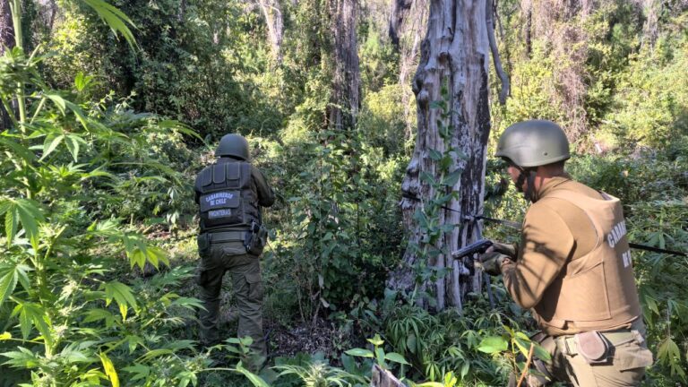 Carabineros incauta más de 400 plantas de marihuana en Molina tras denuncia anónima