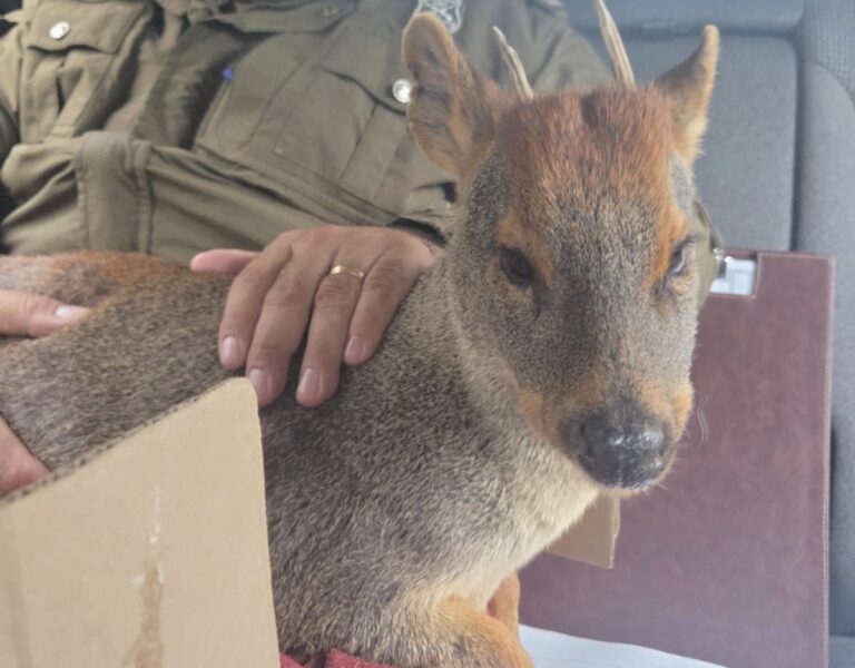 Carabineros rescatan a pudú herido en Curepto y lo trasladan a atención veterinaria