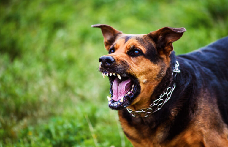 Niño permanece en riesgo vital tras violento ataque de jauría de perros en Molina