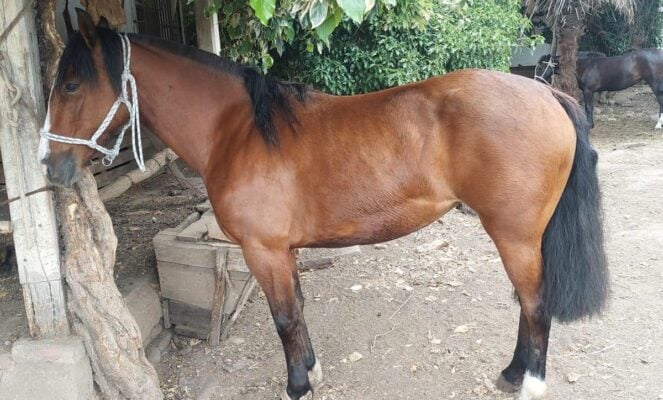 Abigeato en el Maule: denuncian millonario robo de 12 caballos inscritos  en Molina