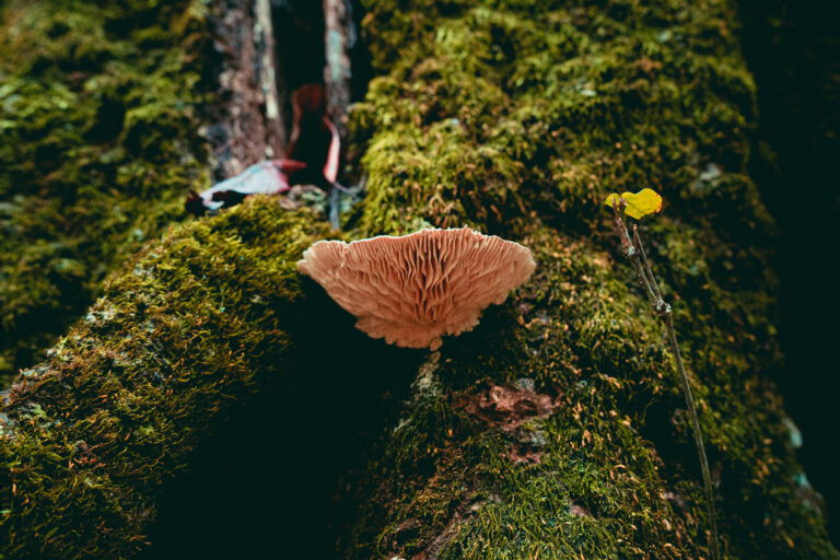 Universidad de Talca invita a Festival Fungi con actividades gratuitas