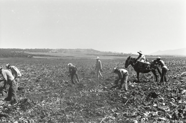Día del Campesino: Chile reconoce el valor del mundo rural