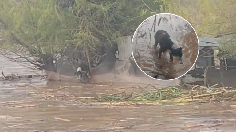 Comunidad exige explicaciones: perrita sobrevivió al temporal en Ovalle, pero fue sometida a eutanasia por veterinarios municipales