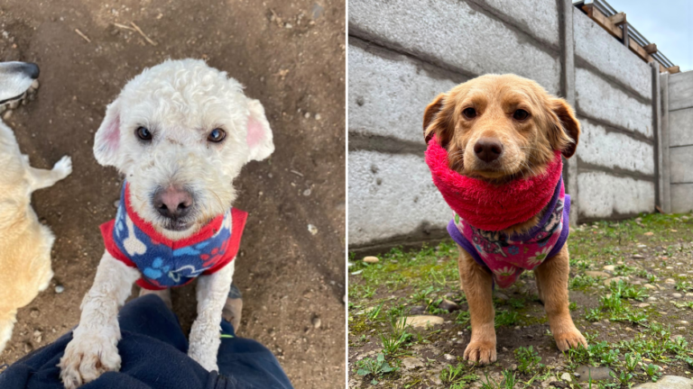 Mall Curicó impulsa jornada para adoptar y ayudar a perros y gatos afectados por sistema frontal