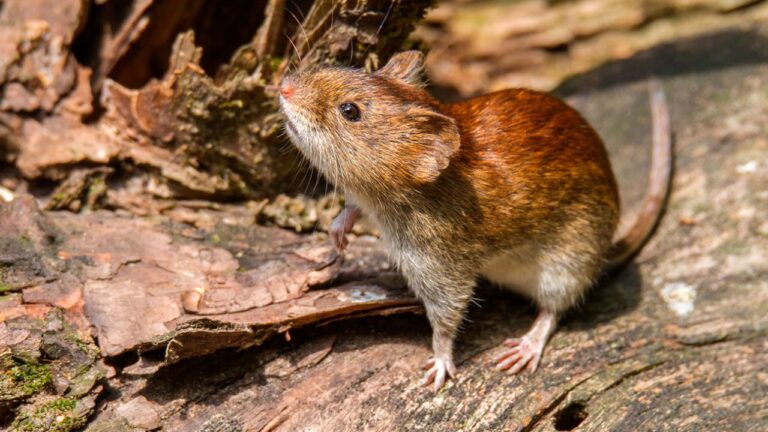 Minsal activa alerta sanitaria por hantavirus desde la región de Atacama a Magallanes