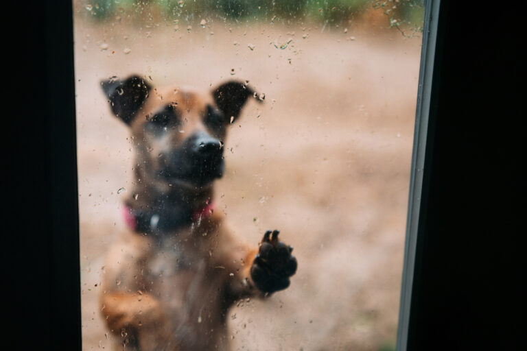 Dejar a una mascota expuesta al frío o la lluvia: ¿cuáles son las consecuencias legales?
