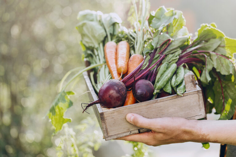 Gastronomía sostenible: la clave para cuidar el planeta y proteger la salud
