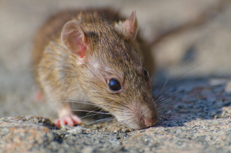 Alerta por hantavirus: expertos llaman a reforzar la prevención y la consulta oportuna