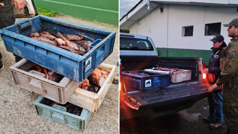 Fiscalización contra la pesca ilegal deja 245 kilos de productos incautados en Maule